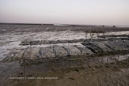 Image du Maroc Professionnelle de  À partir de 2004, la baie de Dakhla qui dispose de l’écosystème le plus adapté à l’élevage d’huîtres a connu l'installation de plusieurs projets ostréicoles productifs. Les premières fermes ostréicoles se sont installées en 2002 dans la région, devenue ces dernières années la plus productrice du pays avec 280 tonnes d’huîtres par an et un millier de personnes employées.  Mardi 21 Novembre 2006. (Photo / Abdeljalil Bounhar)


 